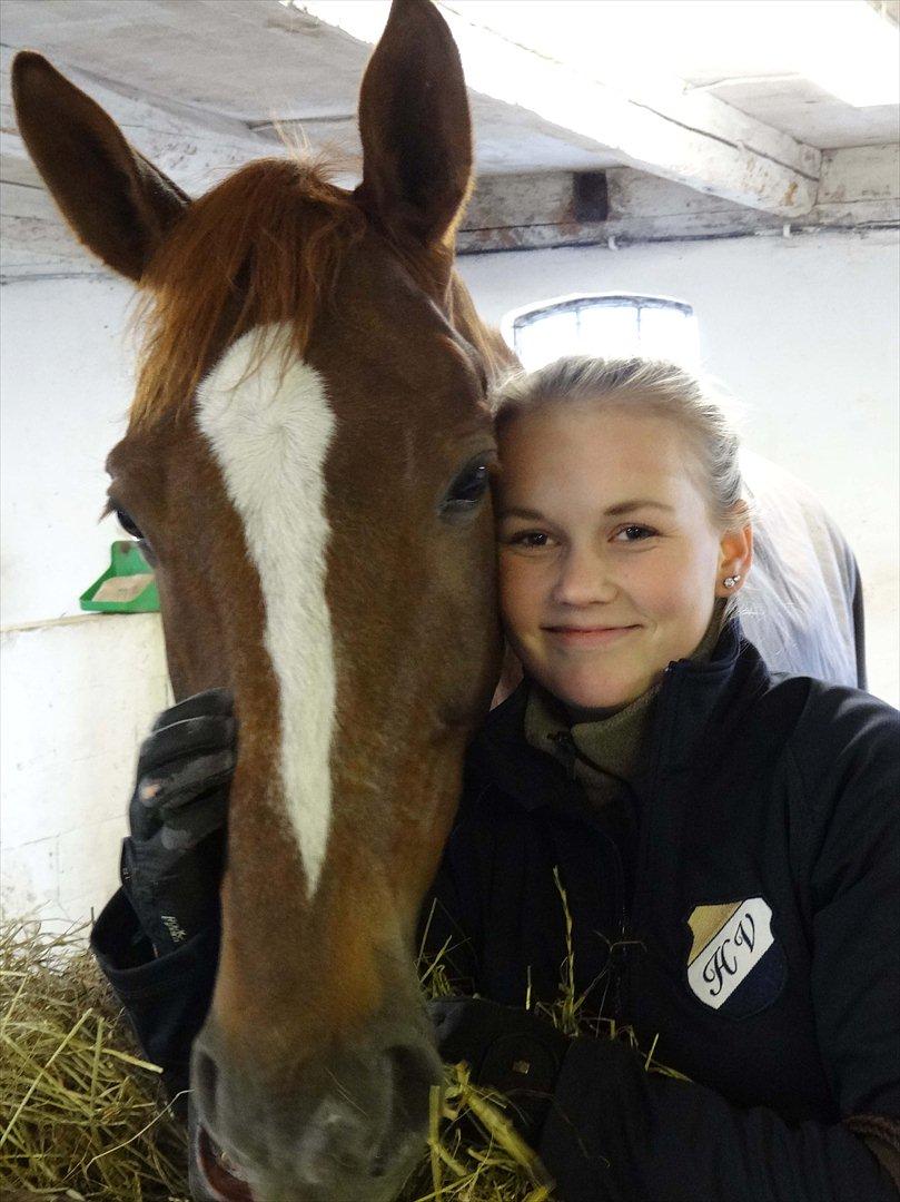 Dansk Varmblod Elverhøjs La Cour billede 4