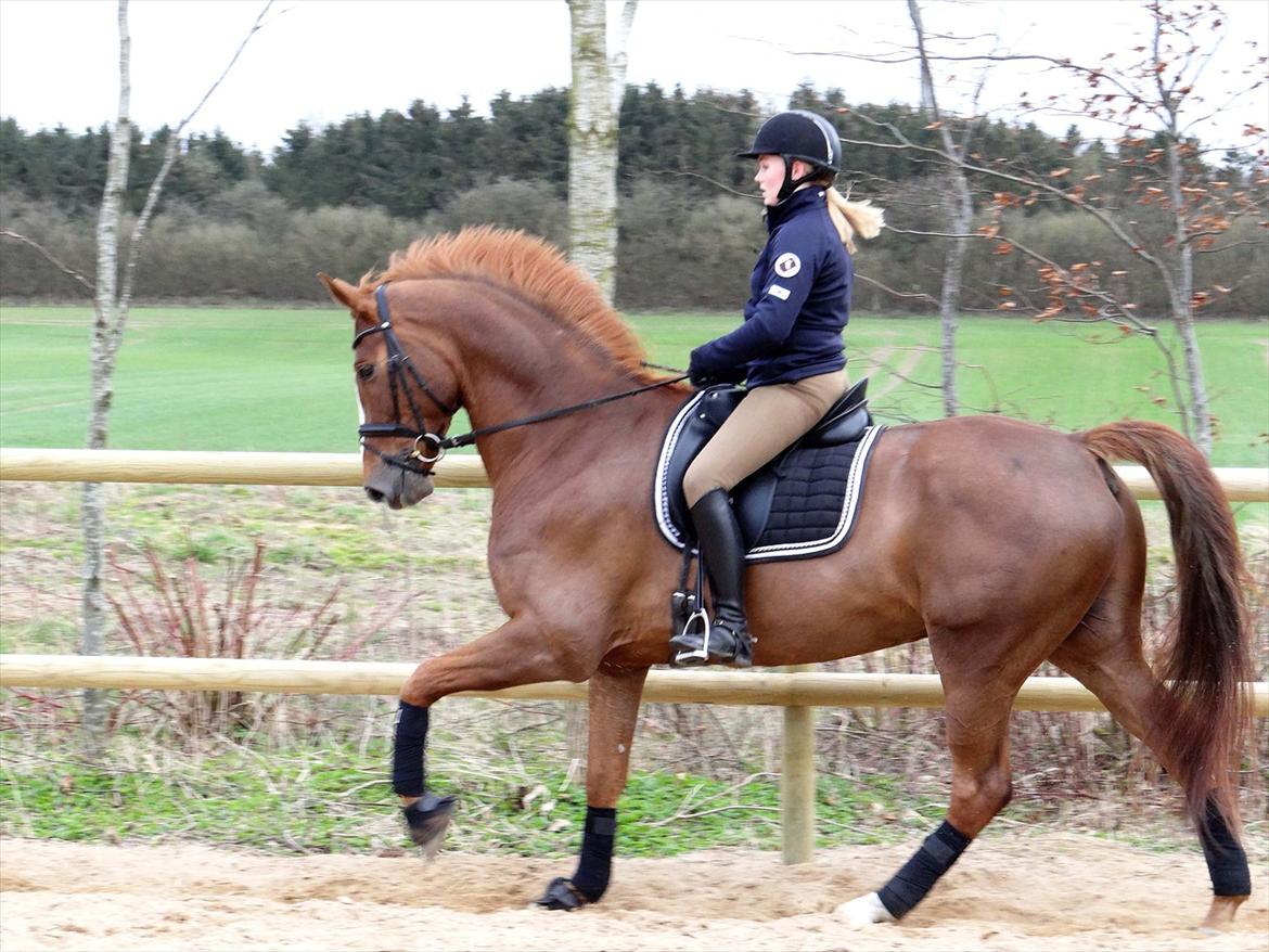 Dansk Varmblod Elverhøjs La Cour billede 5