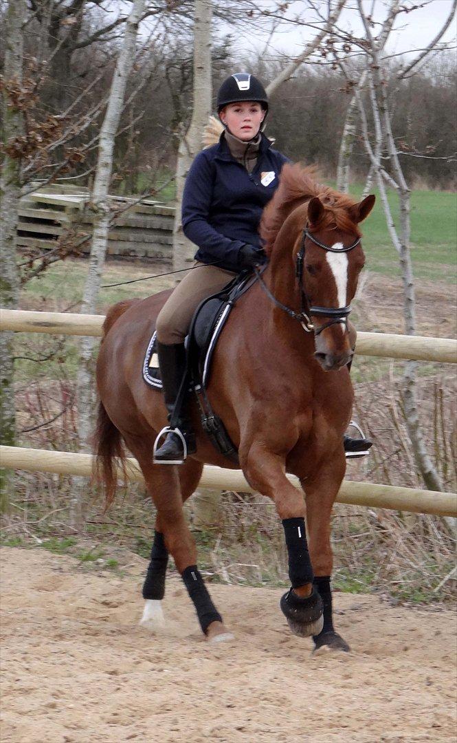 Dansk Varmblod Elverhøjs La Cour billede 6