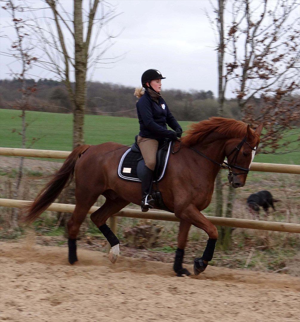 Dansk Varmblod Elverhøjs La Cour billede 7