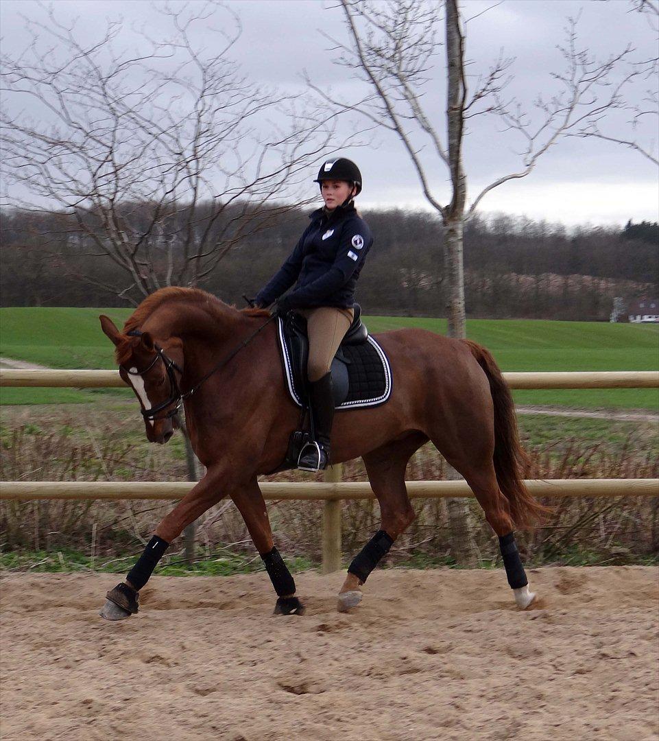 Dansk Varmblod Elverhøjs La Cour billede 8