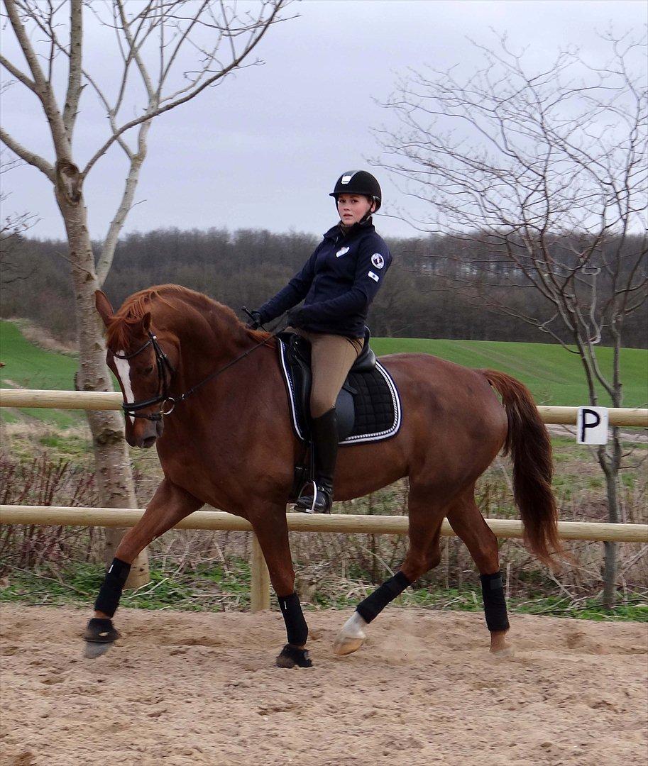 Dansk Varmblod Elverhøjs La Cour billede 9