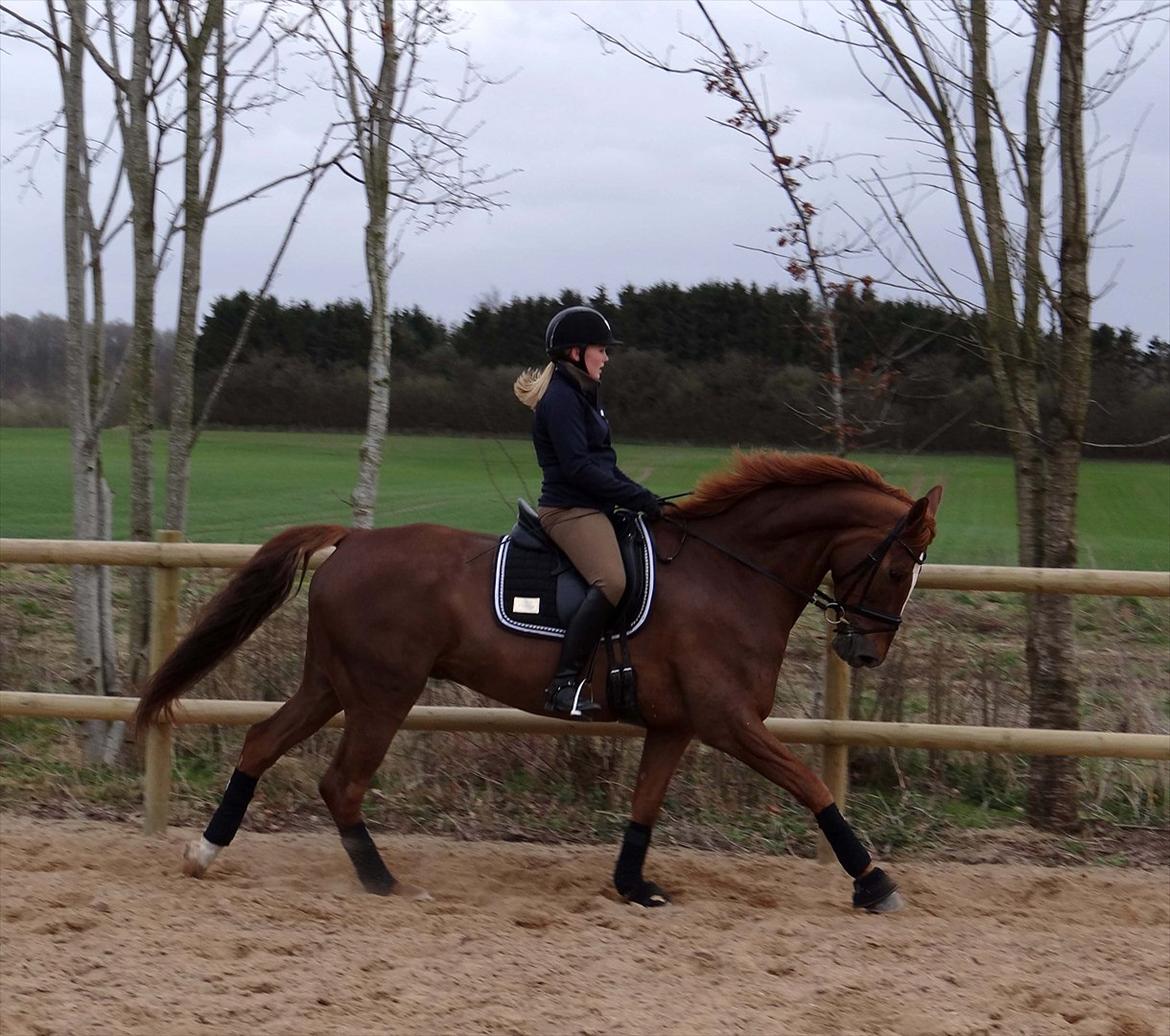 Dansk Varmblod Elverhøjs La Cour billede 10