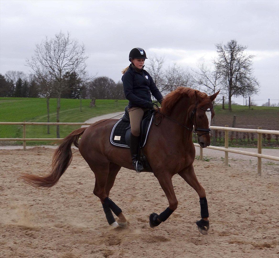 Dansk Varmblod Elverhøjs La Cour billede 11