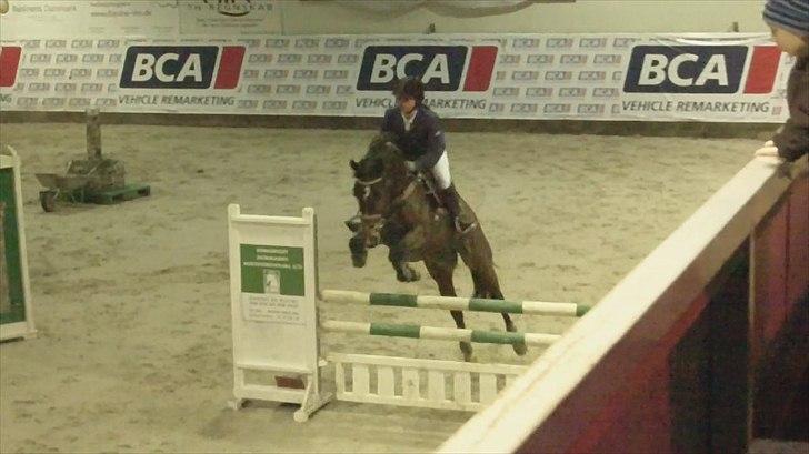 Dansk Varmblod Rødhøjs Felicia billede 8