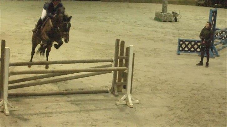 Dansk Varmblod Rødhøjs Felicia billede 9