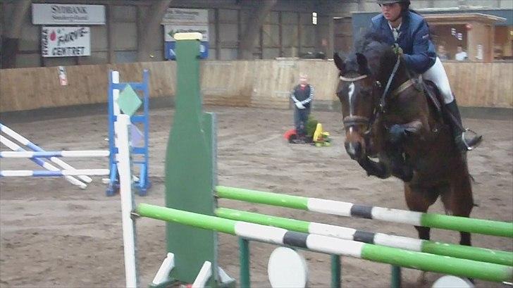 Dansk Varmblod Rødhøjs Felicia billede 4