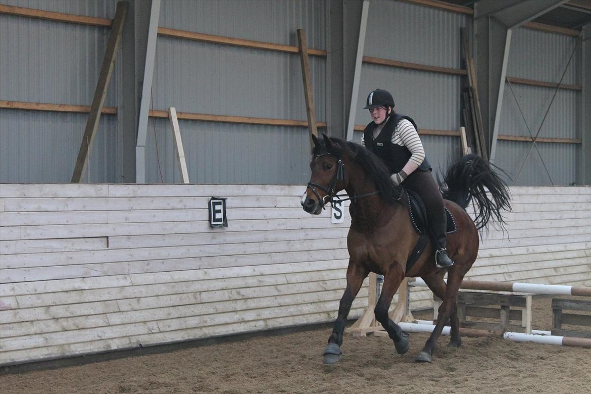 Anden særlig race Brilliant Sky (Billy) billede 6