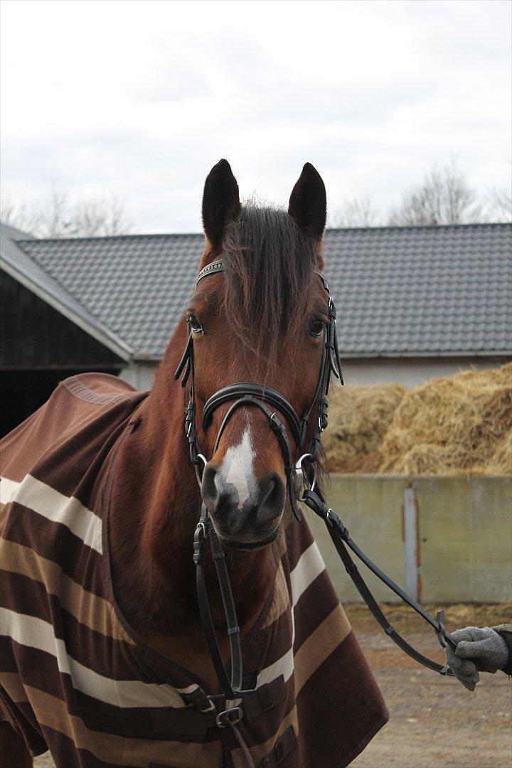 Anden særlig race Brilliant Sky (Billy) billede 13