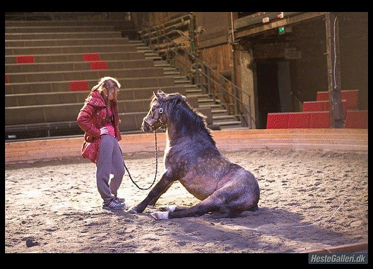 Welsh Mountain (sec A) Odysseus <3  *-*R.I.P*-* billede 3