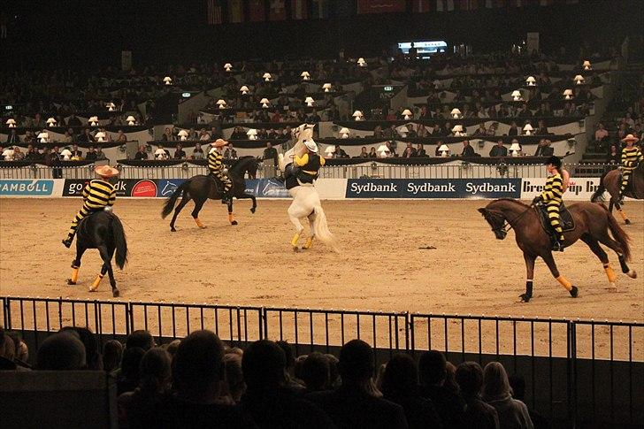 Cruzado boqueron - Gallashowet i Herning 2012 billede 14