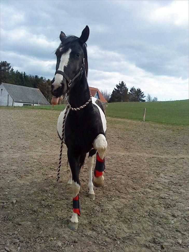 Pinto Jessey - Haha :-D billede 2