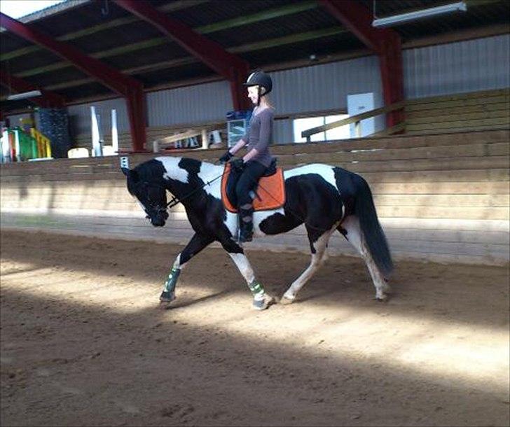Pinto Jessey - Træning - Mig og Jessey :-) billede 3
