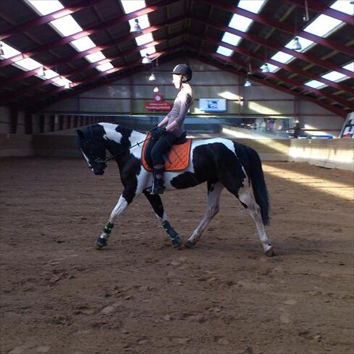 Pinto Jessey - Hun er en stjerne! <3 billede 4