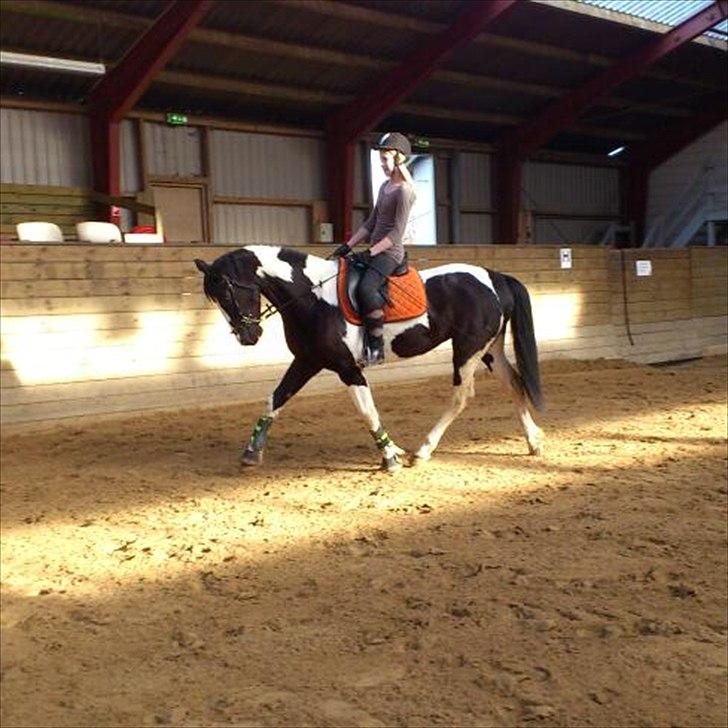 Pinto Jessey - Dejlige hest! <3 billede 5