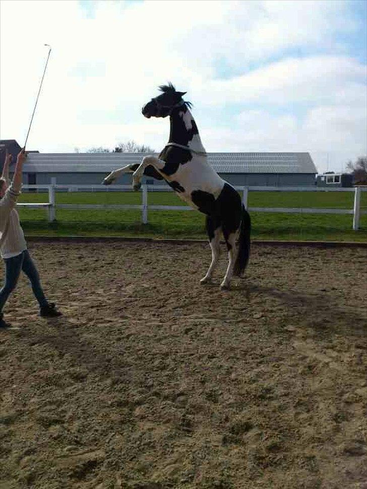 Pinto Jessey - Hun er så dygtig ;-) billede 6