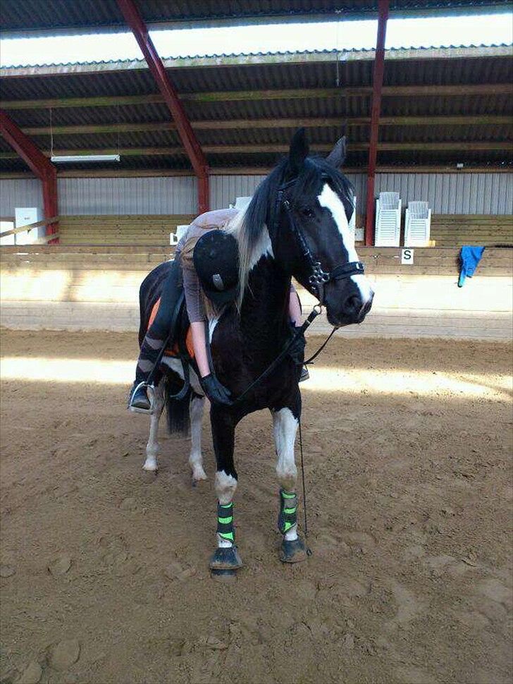 Pinto Jessey - En lille pause? :-p billede 7