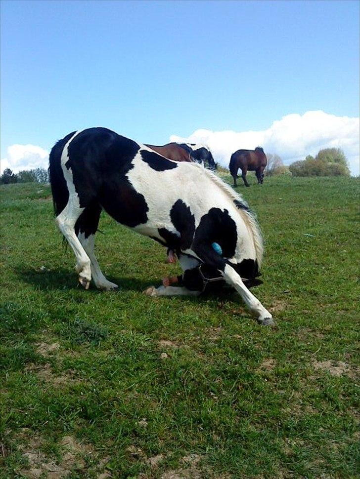 Pinto Jessey - Neje kan hun da også! :-p billede 8
