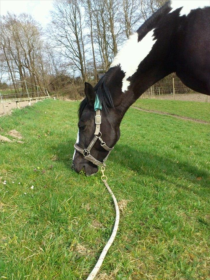 Pinto Jessey billede 9