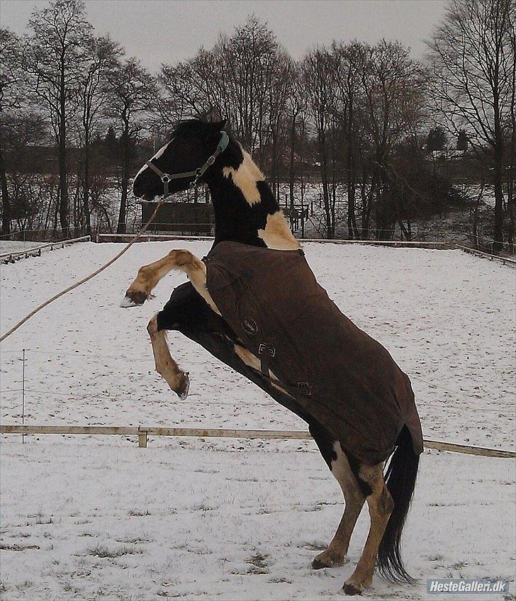 Pinto Jessey - Så god! <3 billede 10