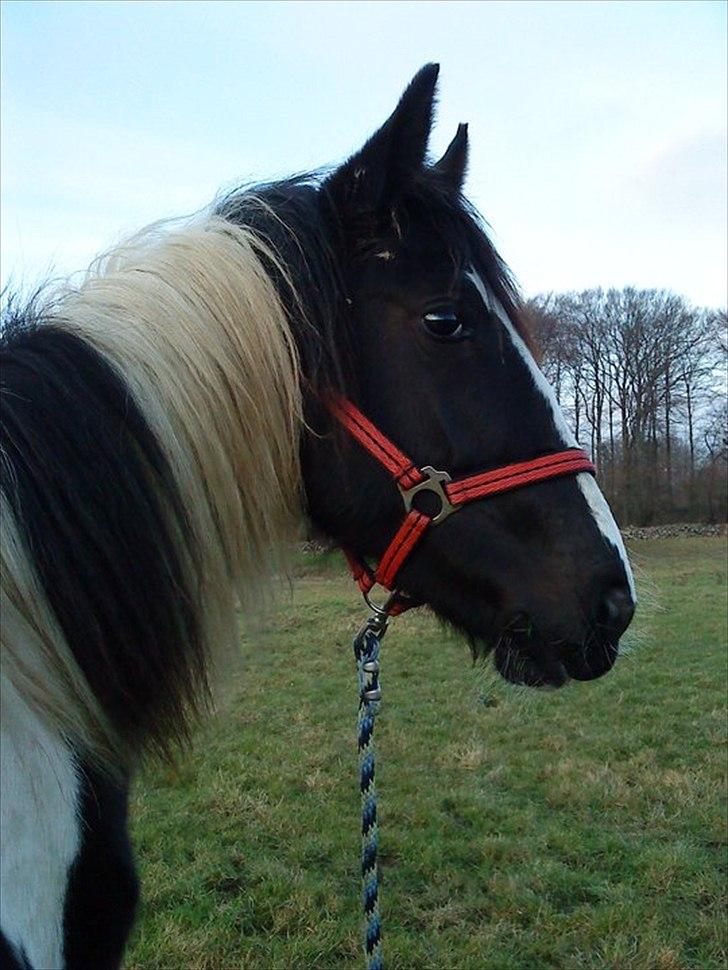 Pinto Jessey - Smukke! <3 billede 11