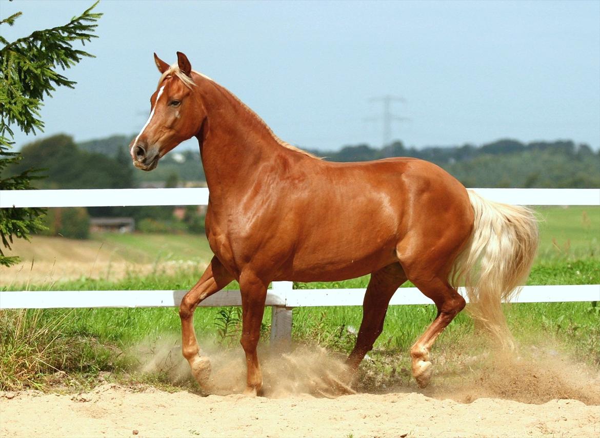 Tennessee Walker | I'm Gold and Dangerous billede 2