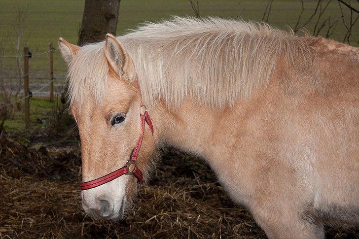 Anden særlig race ~ Lille Anton ~   - Smid gerne en lille kommentar hos mig, men begrund VENLIGST lav eller middel... xD billede 20