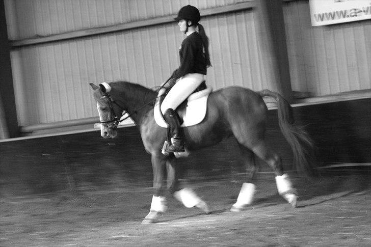 Anden særlig race Joy - Dressur stævne marts 2012,mit aller sidste stævne på hende :-( <3 Blev desværre ikke placeret, men er tilfreds med de sølle 103 point vi fik skrapet sammen da hun virkelig spændte op og trippede MEGET, glemte at drive hende frem;) billede 8