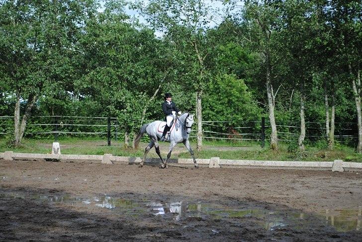 Trakehner Primaflora *Himmelhest* billede 12