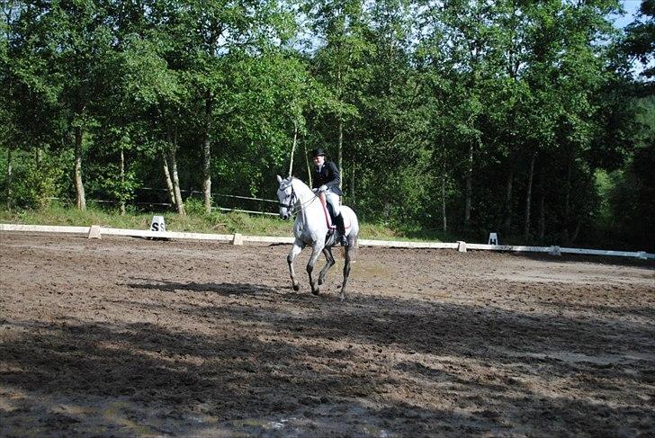 Trakehner Primaflora *Himmelhest* billede 13