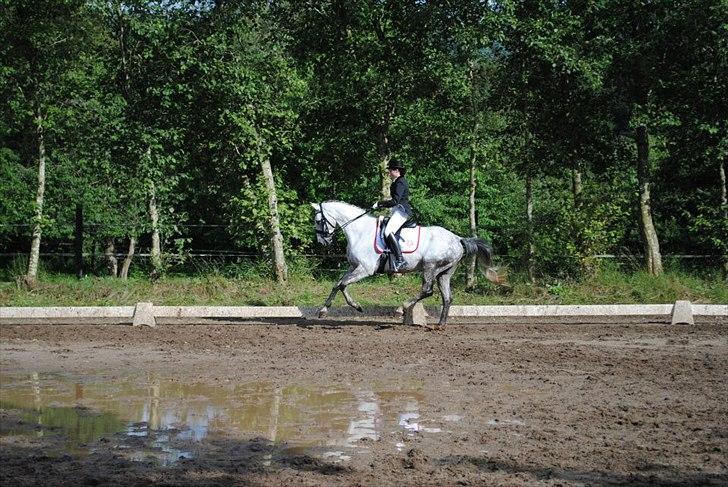 Trakehner Primaflora *Himmelhest* billede 14