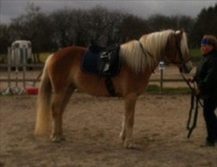Haflinger Absalon Gasse - første dag med sadel billede 15