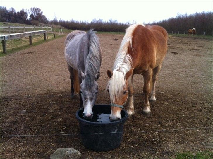 Haflinger Absalon Gasse - Absalon og Pixiline drikker billede 16