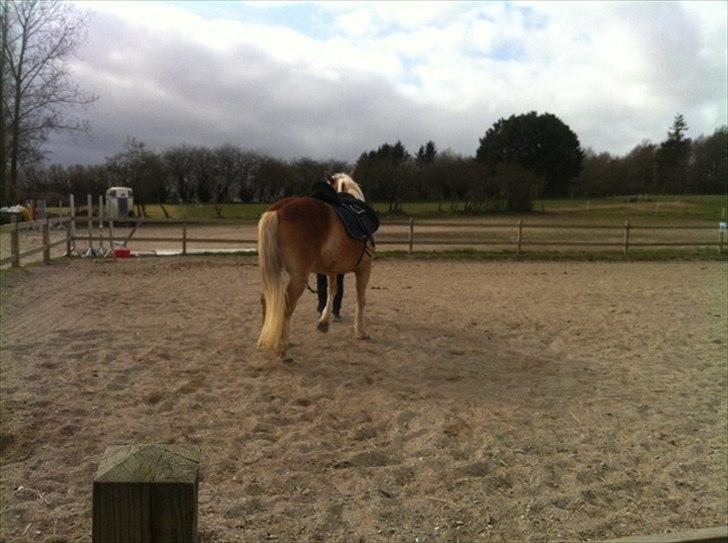 Haflinger Absalon Gasse - så skal der longeres billede 17