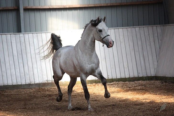 Arabisk fuldblod (OX) TIL MINDE om Gaudeamus - Fotograf: Malene Ølgod. Smukke Silver, til Hingstedag hos Husted Arabians, Marts 2012. billede 25