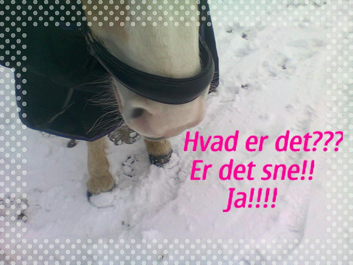 Haflinger Hella - vores første vinter sammen:) billede 11