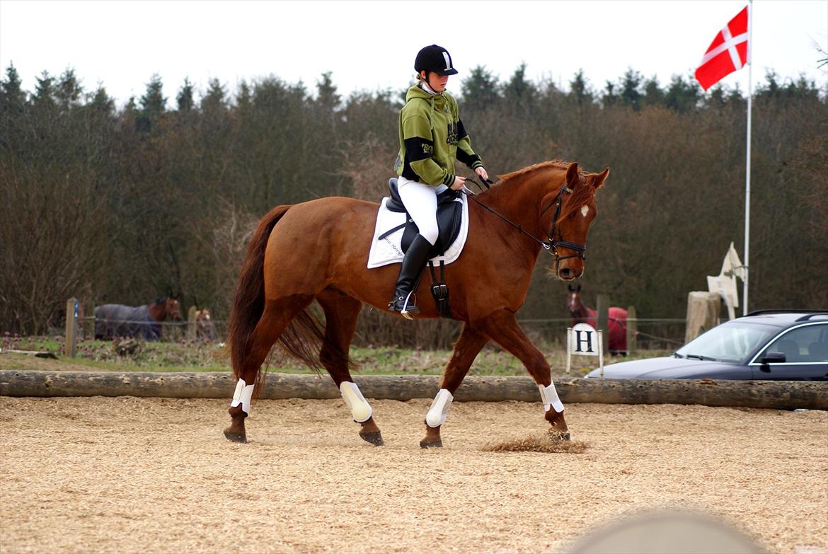 Dansk Varmblod Triton Oliver billede 1