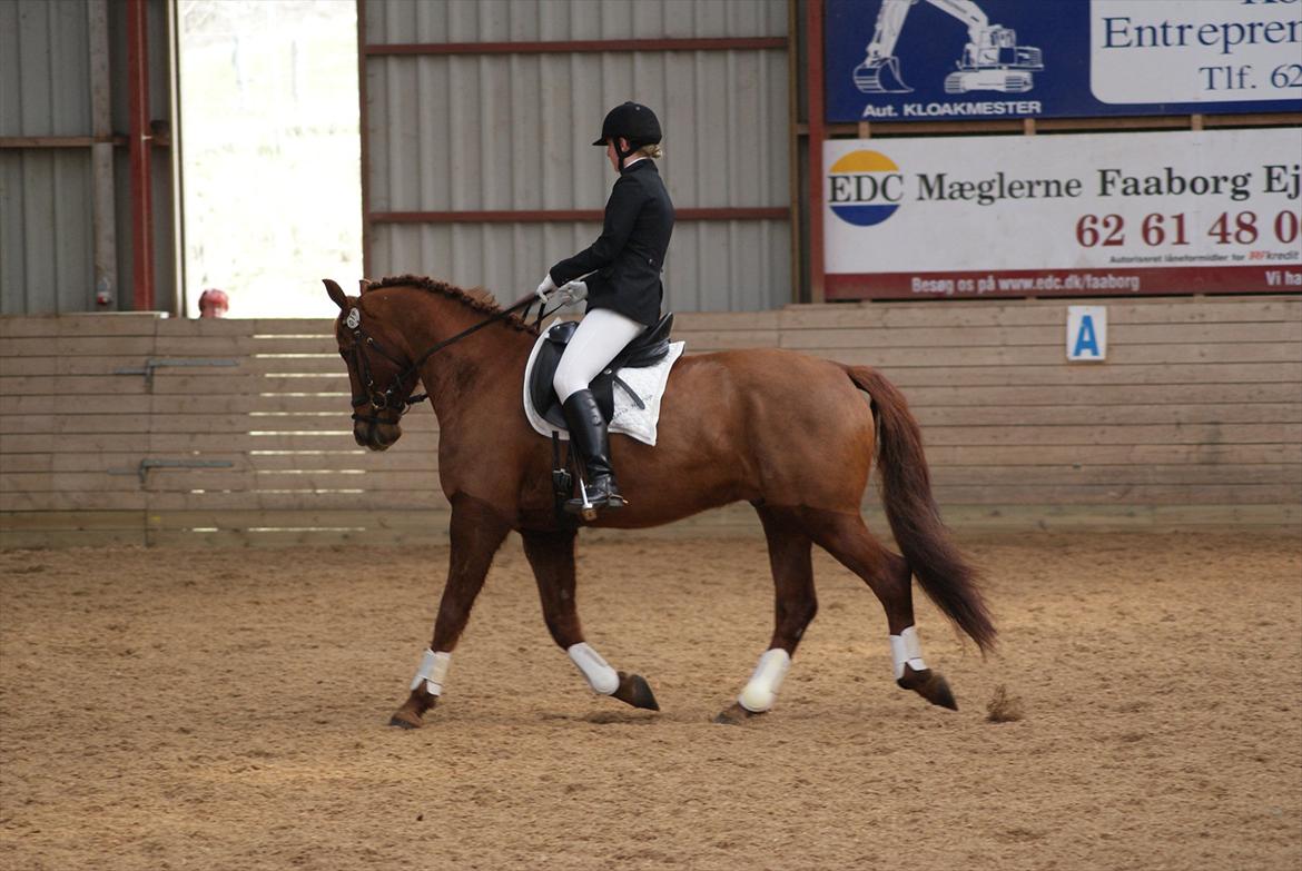 Dansk Varmblod Triton Oliver billede 2