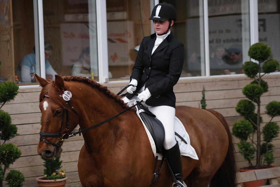 Dansk Varmblod Triton Oliver billede 10