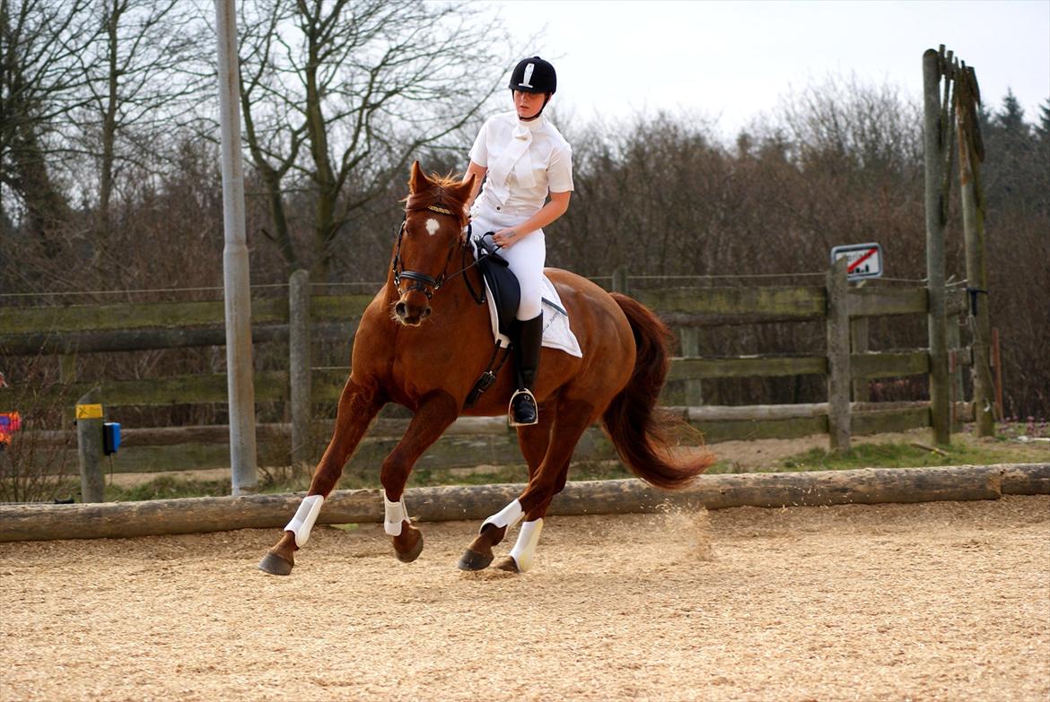 Dansk Varmblod Triton Oliver billede 18