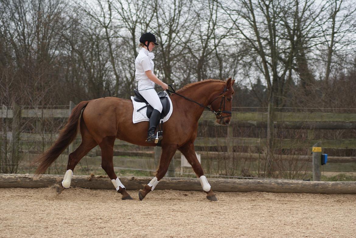 Dansk Varmblod Triton Oliver billede 19