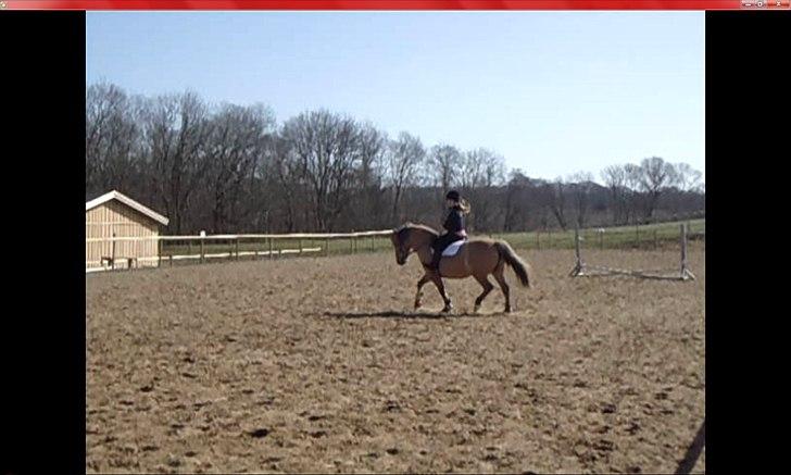Anden særlig race Debby  - Marts 2012. Opvarmning inden spring. Taget ud fra video. Foto: mor billede 16