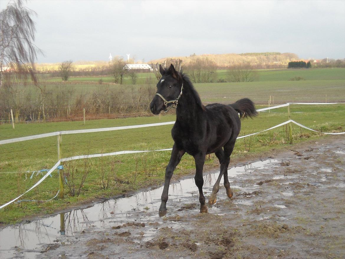 Anden særlig race Kastaniely's Temptation billede 20