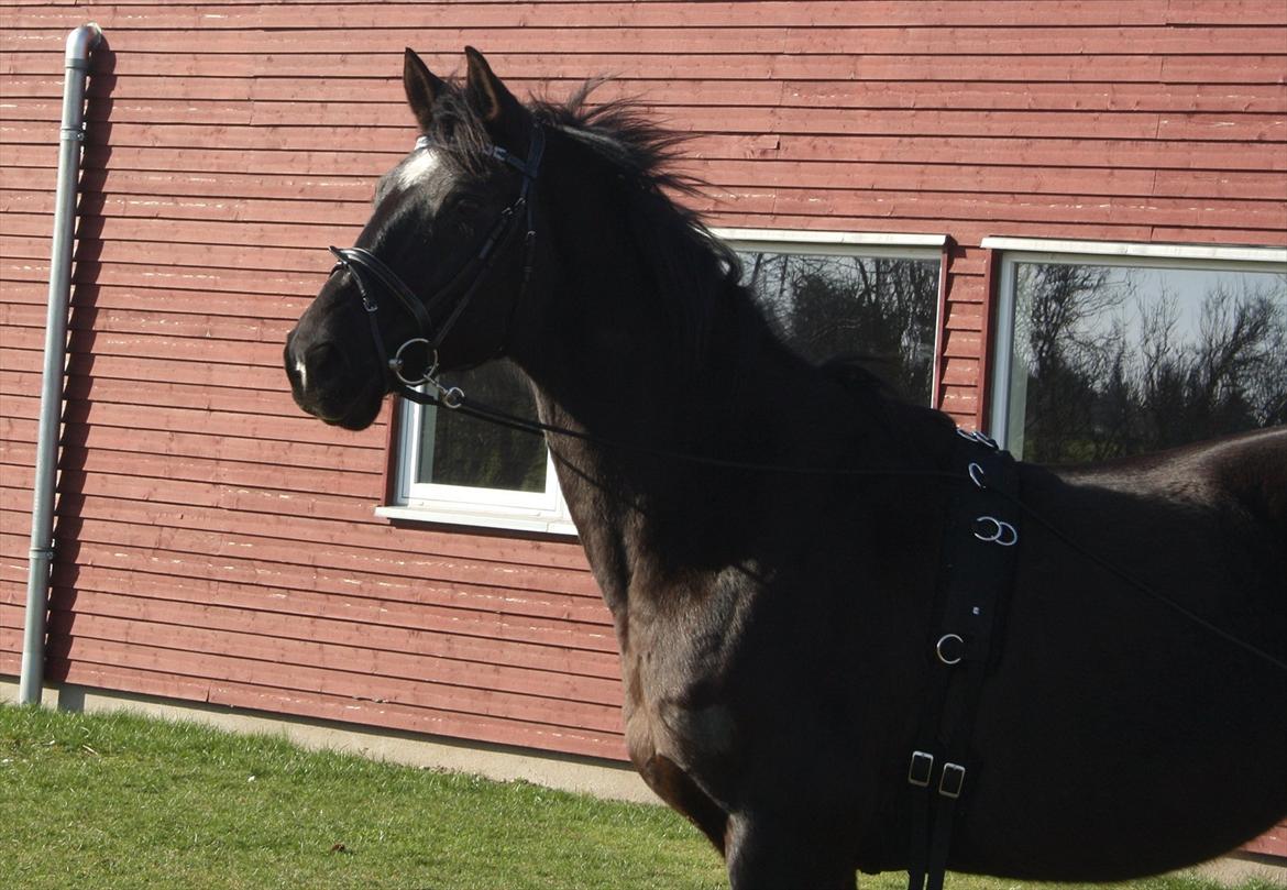 Dansk Varmblod Faunegårds Double (Bubbi) - Og det endte med at blive til for lange liner... billede 7