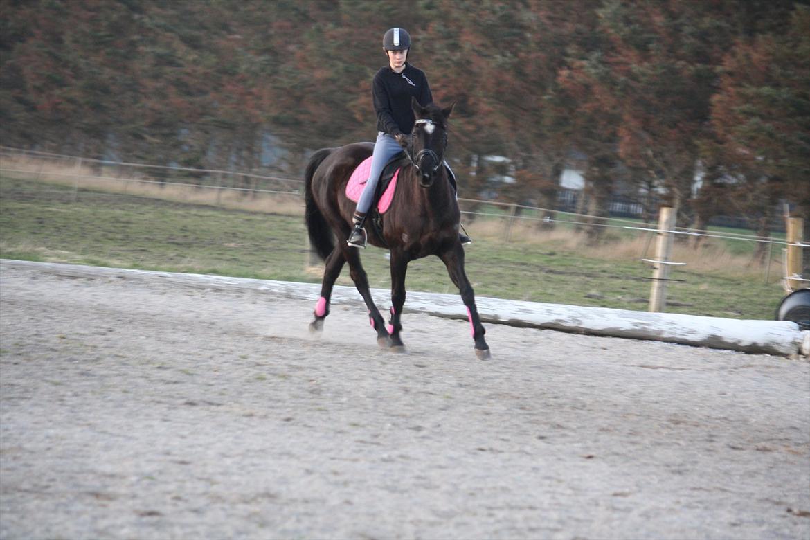 Dansk Varmblod Faunegårds Double (Bubbi) - Første gang på udendørs banen, og drengene spillede rundtbold lige ved siden af.. billede 8
