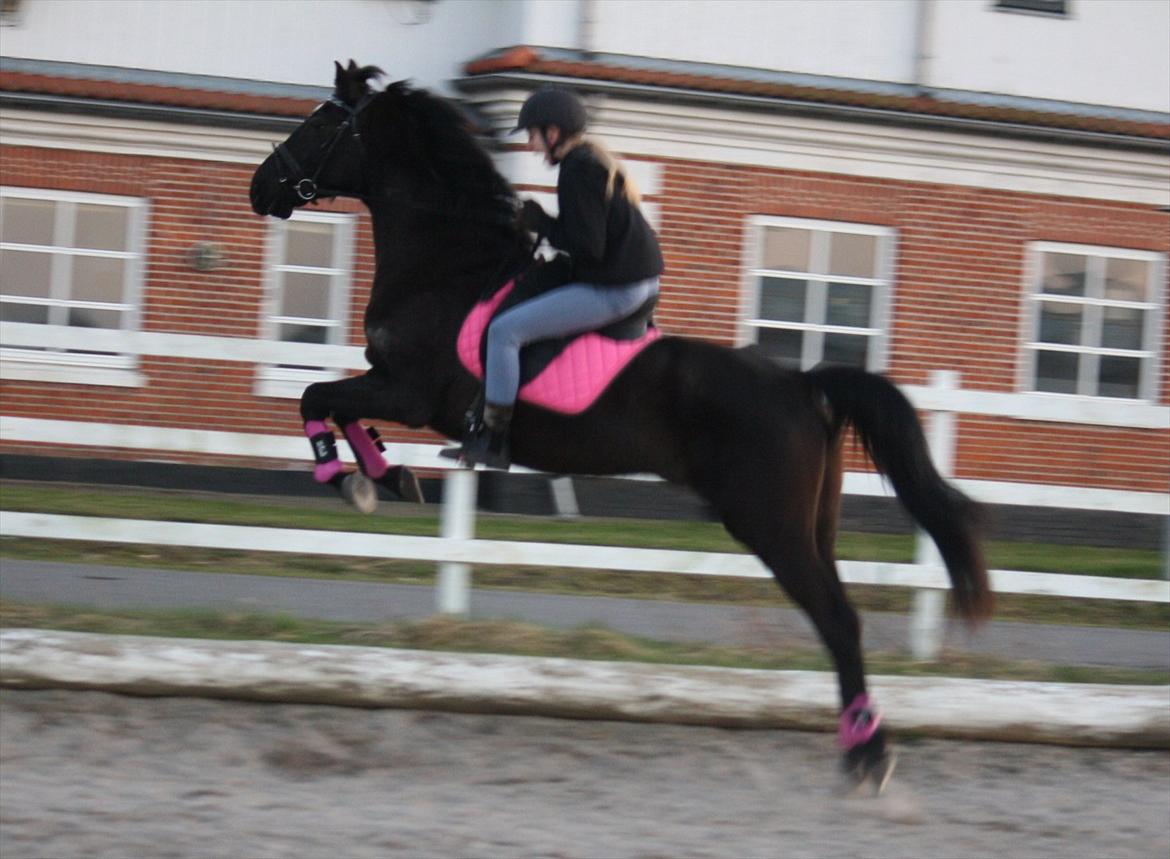 Dansk Varmblod Faunegårds Double (Bubbi) - Jonas skulle lige drille.. men byttede om på "spring Bubbi, spring.." lyden og "stop" lyden... billede 10
