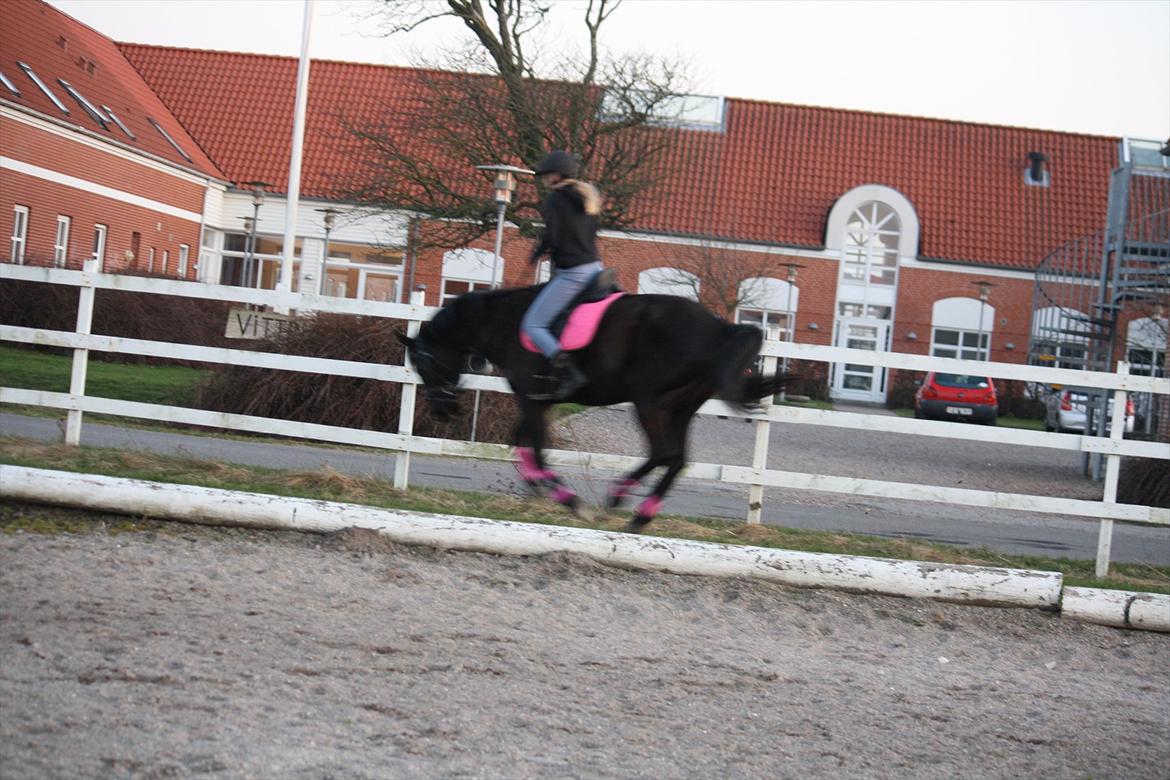 Dansk Varmblod Faunegårds Double (Bubbi) - Og så har hun en tendens til at holde hovedt nede og ryste det når hun kommer helt op og kører.. billede 12