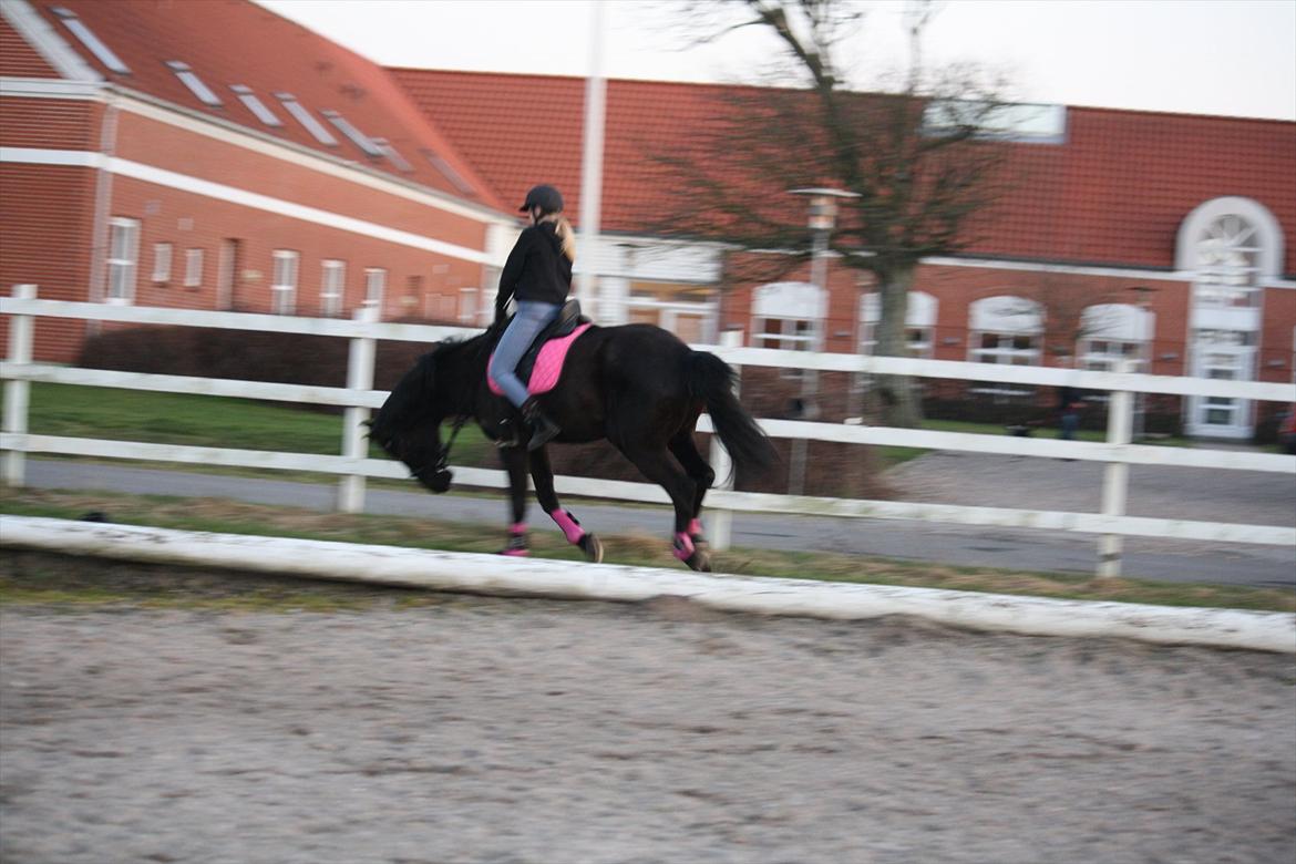 Dansk Varmblod Faunegårds Double (Bubbi) - Man skulle tro hun ikke gad og ha' mig der.. billede 14