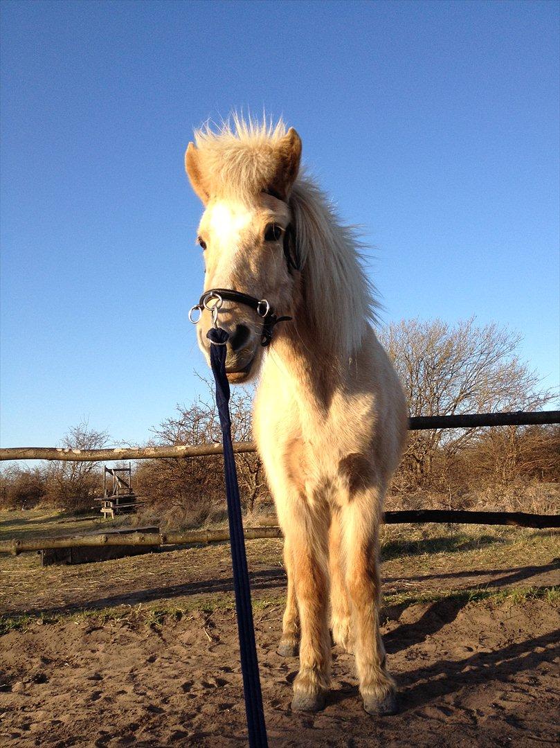 Islænder Katla fra Diget. |Truntepigen| - Smukke hest :'-) billede 3