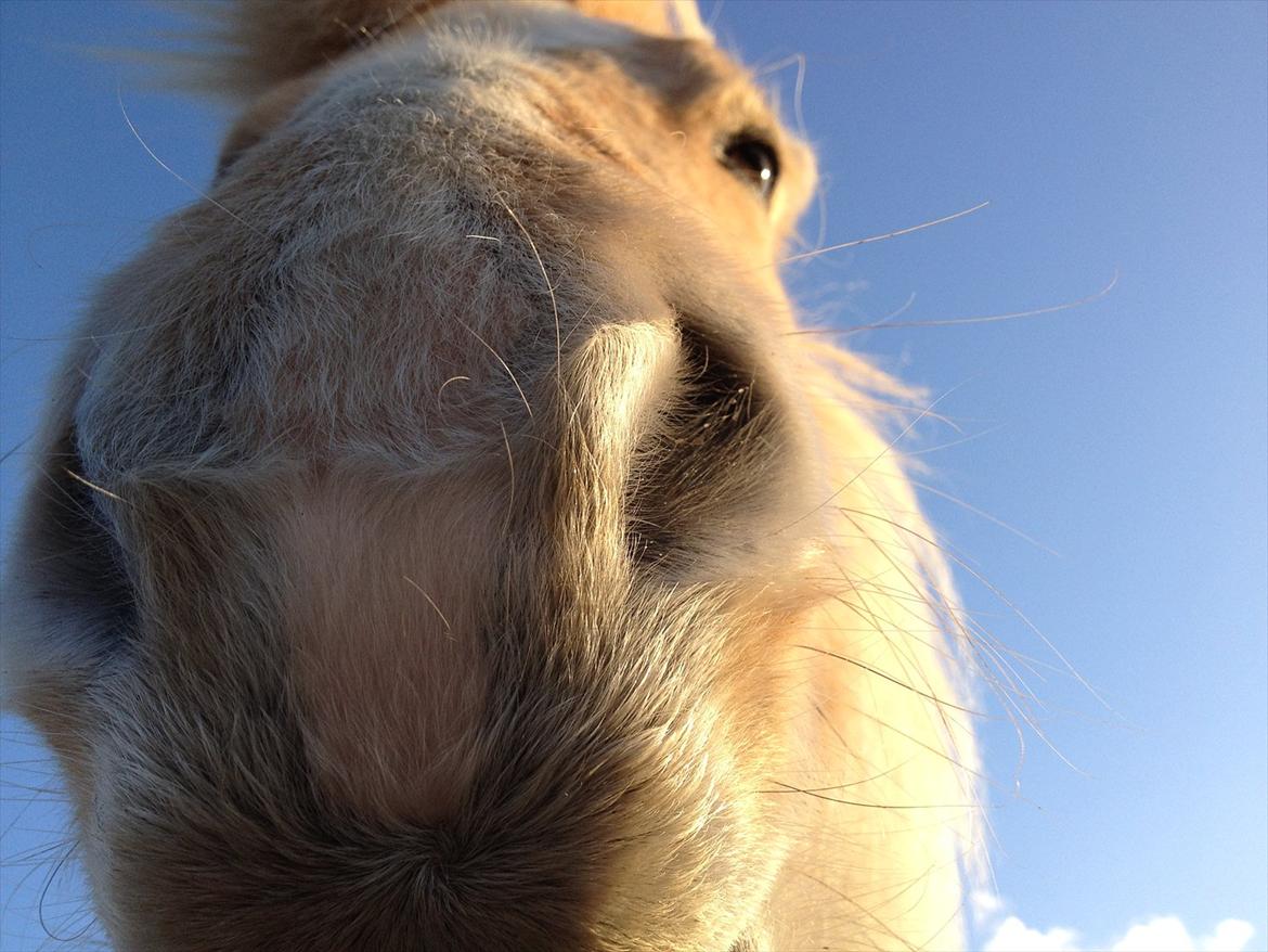 Islænder Katla fra Diget. |Truntepigen| billede 16